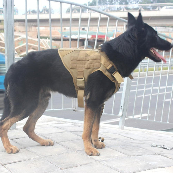 K9 Field Armor