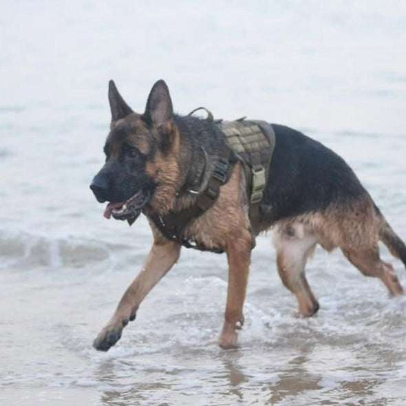 K9 Field Armor